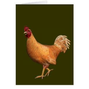 Colourful Orange Rooster