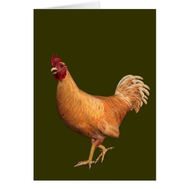 Colourful Orange Rooster (Front)