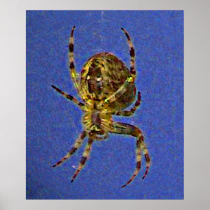Colourful Orb Spider Poster