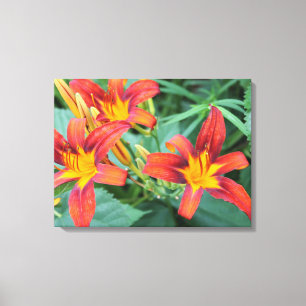 Colourful Orchids Canvas Print