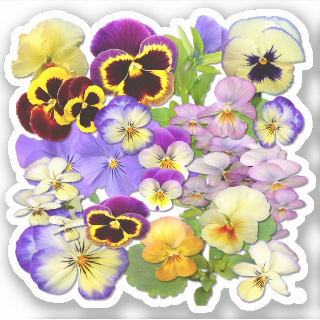 Colourful Pansies Contour (Front)
