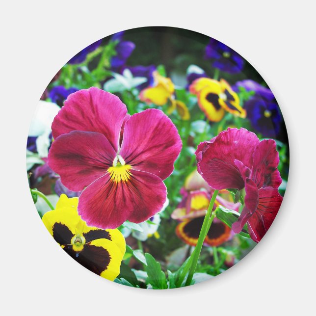 Colourful Pansies Magnet (Front)