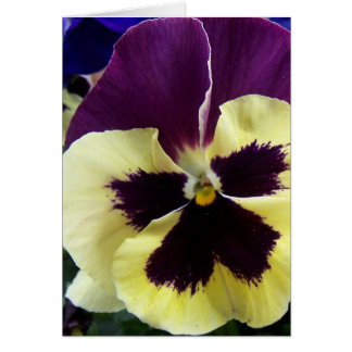 Colourful pansy