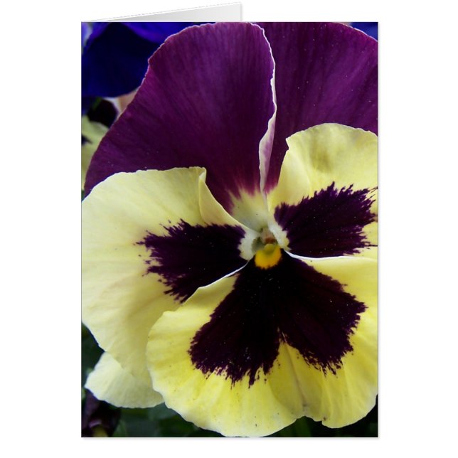 Colourful pansy (Front)
