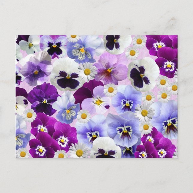 Colourful Pansy and Daisy Flowers   Postcard (Front)