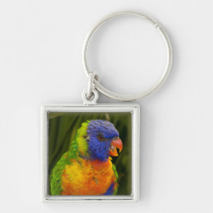 Colourful parakeet key ring