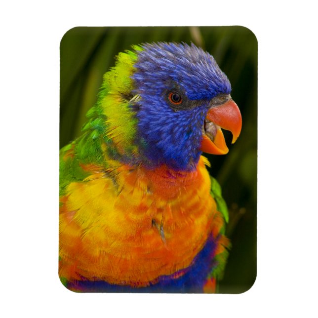 Colourful parakeet magnet (Vertical)