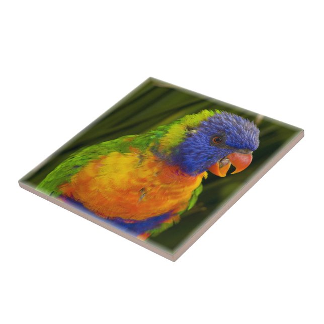 Colourful parakeet tile (Side)