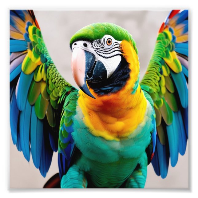 Colourful parrot bird photo print (Front)
