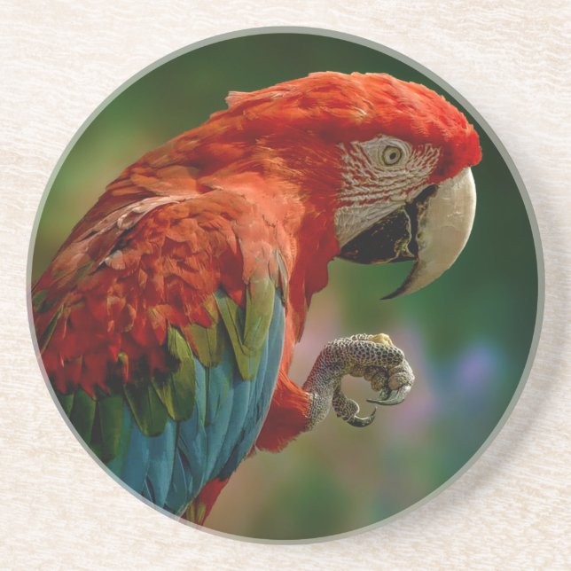 Colourful Parrot Coaster (Front)