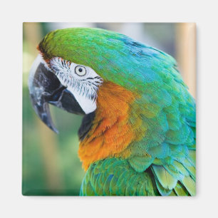 Colourful Parrot Magnet