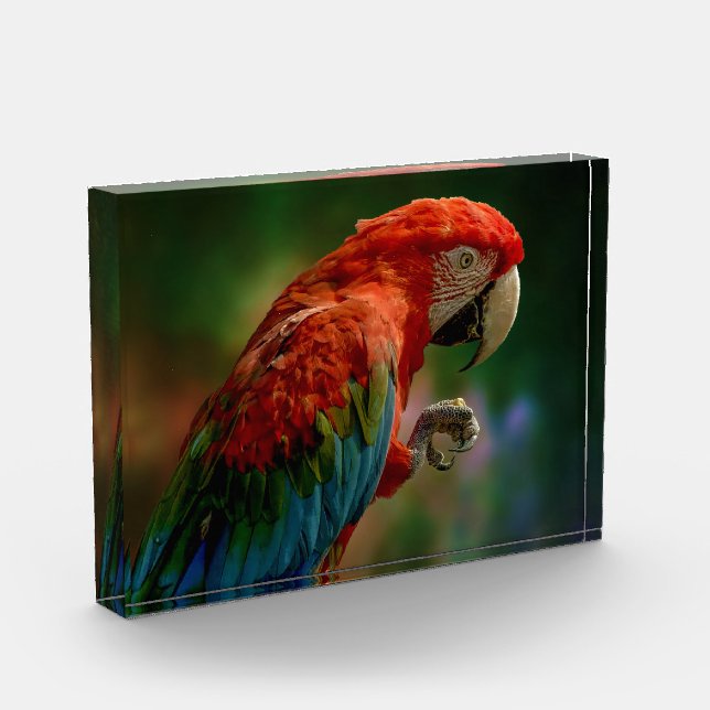 Colourful Parrot Photo Block (Left)