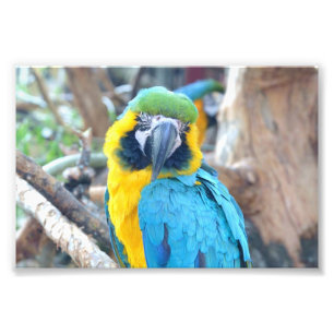 Colourful parrot - Photo Print