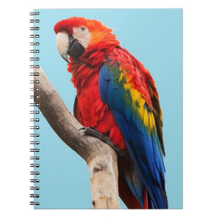 Colourful Parrot Portrait Photo Notebook