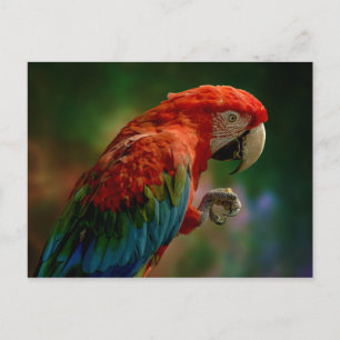 Colourful Parrot Postcard