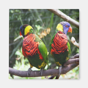 Colourful Parrots Magnet