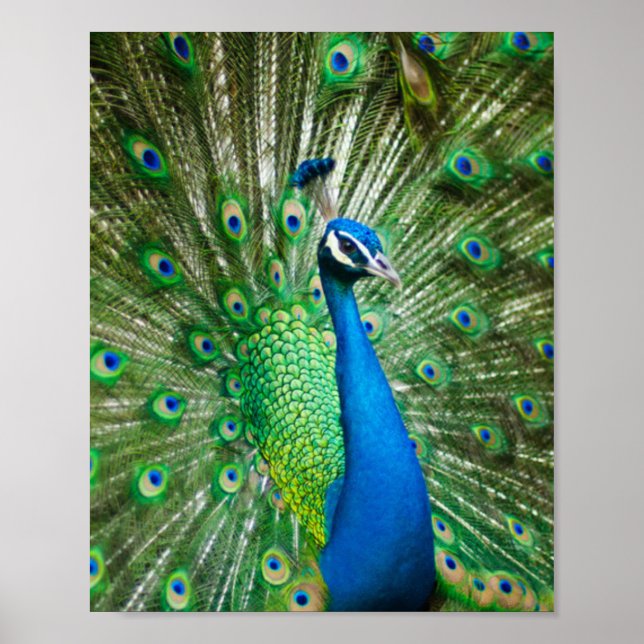Colourful Peacock Bird Poster (Front)