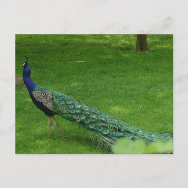 Colourful peacock card (Front)