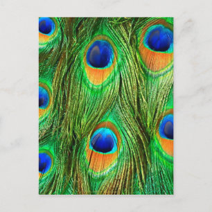 Colourful Peacock Feathers Print Postcard