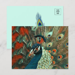 Colourful Peacock Postcard