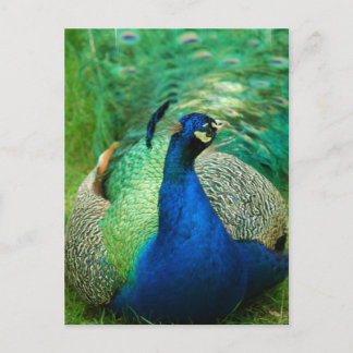 Colourful Peacock Postcard