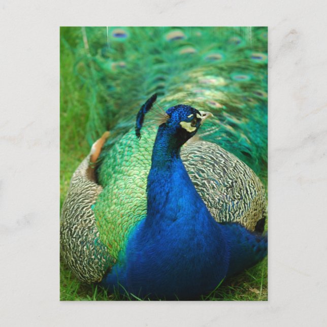 Colourful Peacock Postcard (Front)