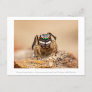 Colourful Peacock Spider Macro Photography Postcard