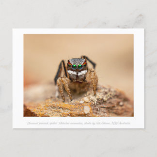 Colourful Peacock Spider Macro Photography Postcard