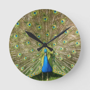 Colourful Peacock Wall Clock