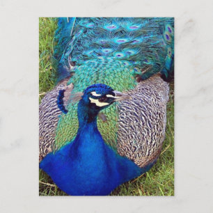 Colourful Peafowl Postcard
