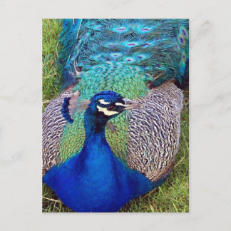 Colourful Peafowl Postcard