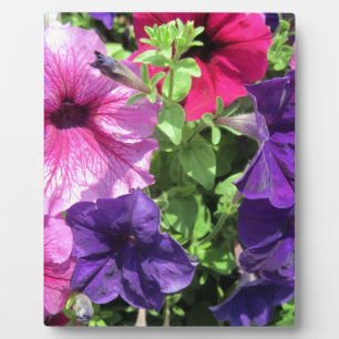 Colourful Petunias Plaque