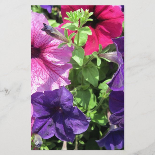 Colourful Petunias Stationery (Front)