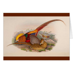 Colourful pheasant