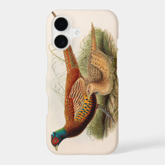 Colourful pheasant