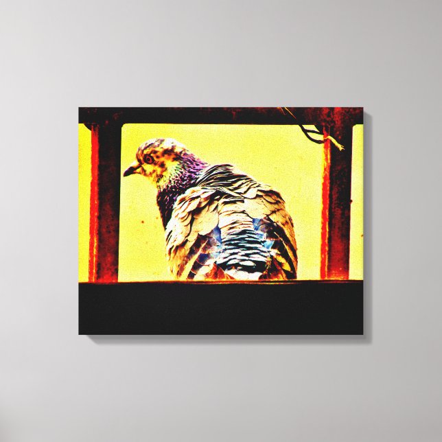 Colourful Pigeon Canvas Print (Front)