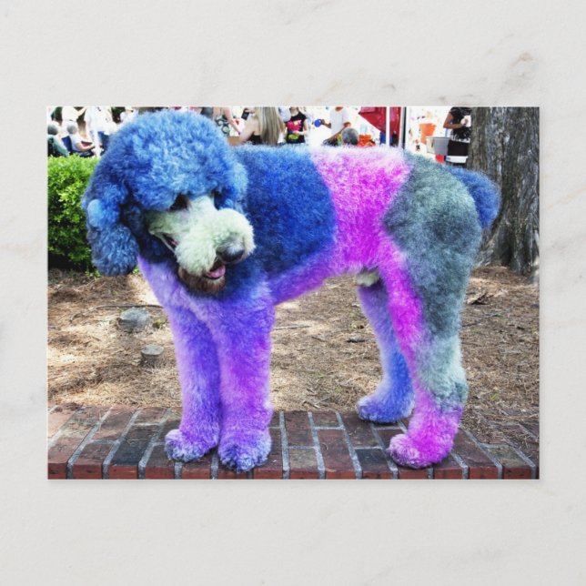 Colourful Poodle Postcard (Front)