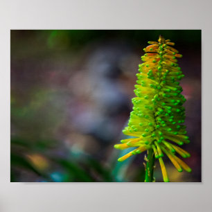 Colourful Psychedelic flower photographhic Poster