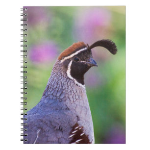 Colourful Quail Notebook