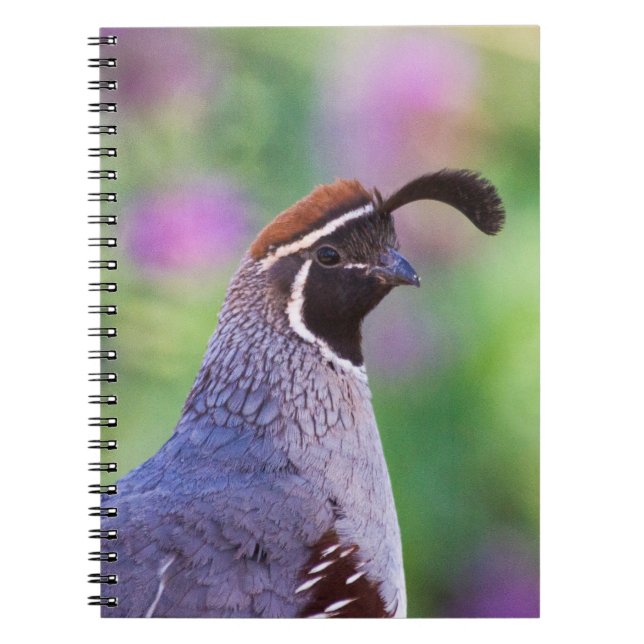 Colourful Quail Notebook (Front)