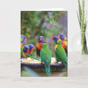 Colourful Rainbow Lorikeet Parrots Eating Card
