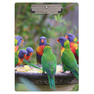 Colourful Rainbow Lorikeet Parrots Eating Clipboard