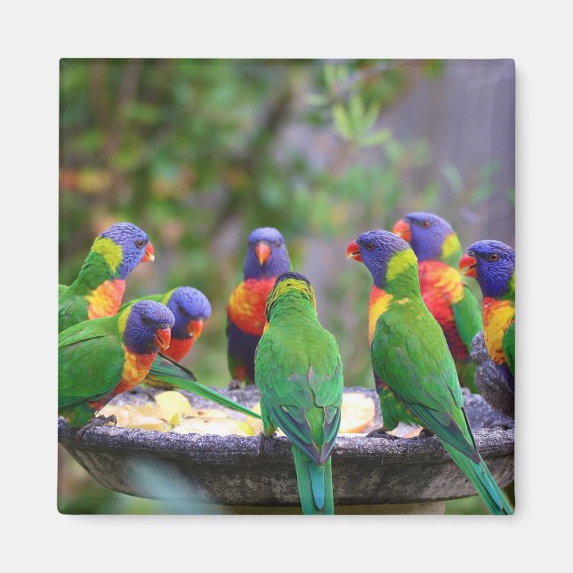 Colourful Rainbow Lorikeet Parrots Eating Magnet (Front)