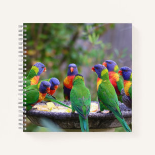 Colourful Rainbow Lorikeet Parrots Eating Notebook