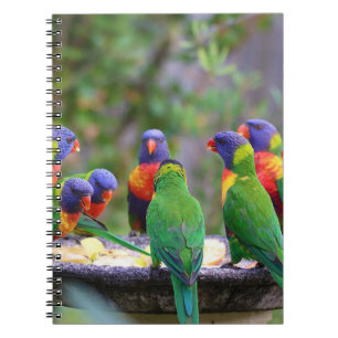 Colourful Rainbow Lorikeet Parrots Eating Notebook