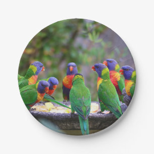 Colourful Rainbow Lorikeet Parrots Eating Paper Plate