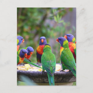 Colourful Rainbow Lorikeet Parrots Eating Postcard