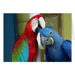 Colourful Red and Blue Macaws