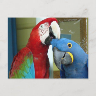 Colourful Red and Blue Macaws Postcard