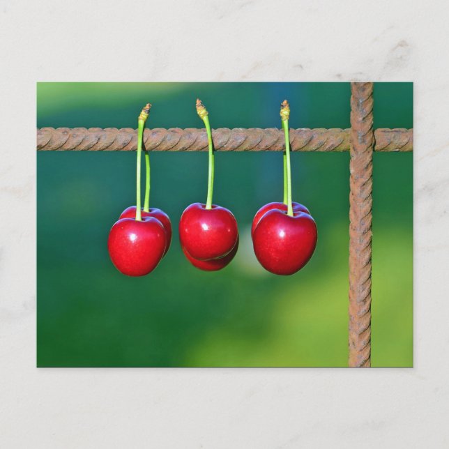 Colourful Red Cherries Fruit Photo Postcard (Front)